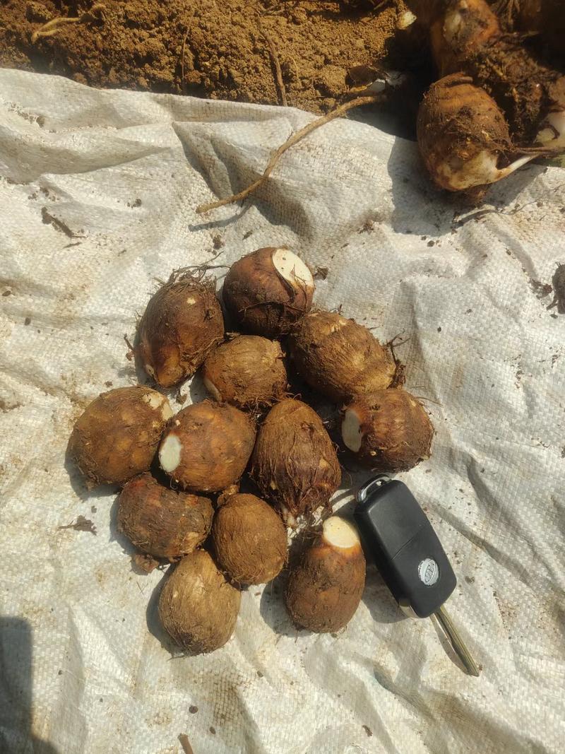 山东优质芋头常年供应保质保量质优价廉产地直发