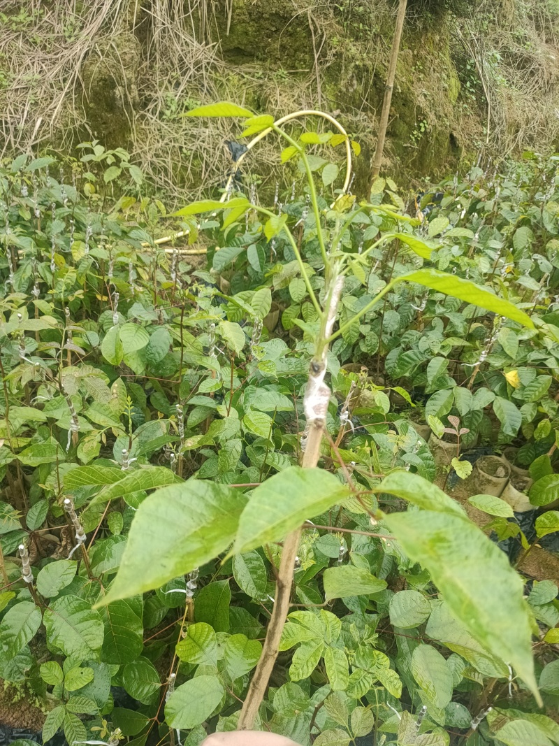 西山黑橄榄