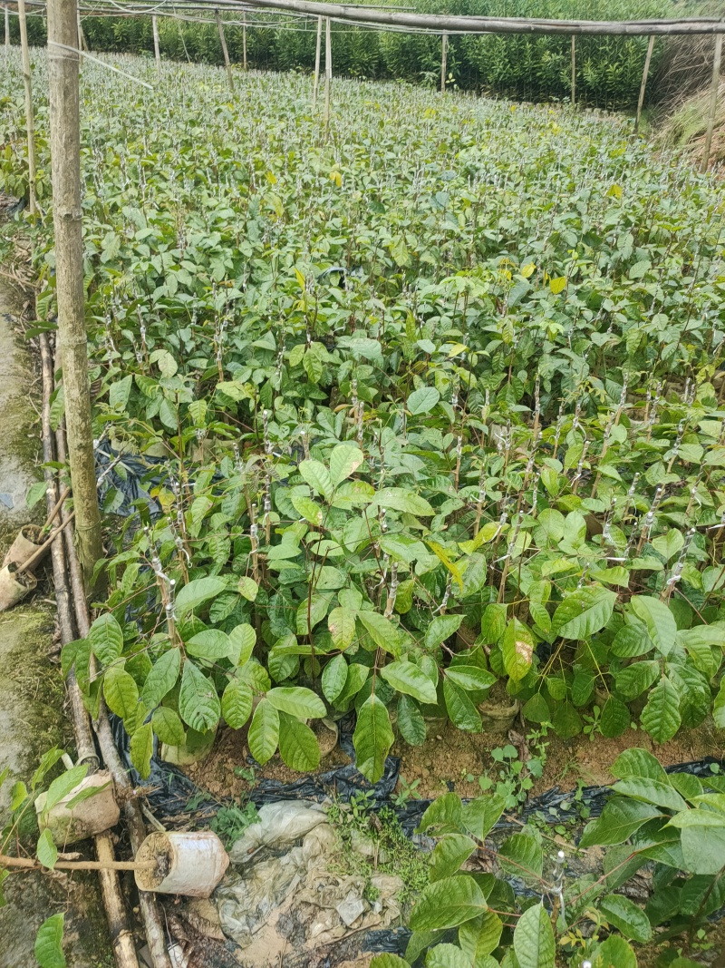 西山黑橄榄