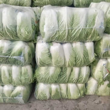 精品陕西汉中大白菜，黄心白心