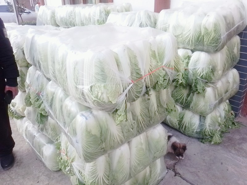 精品陕西汉中大白菜，黄心白心