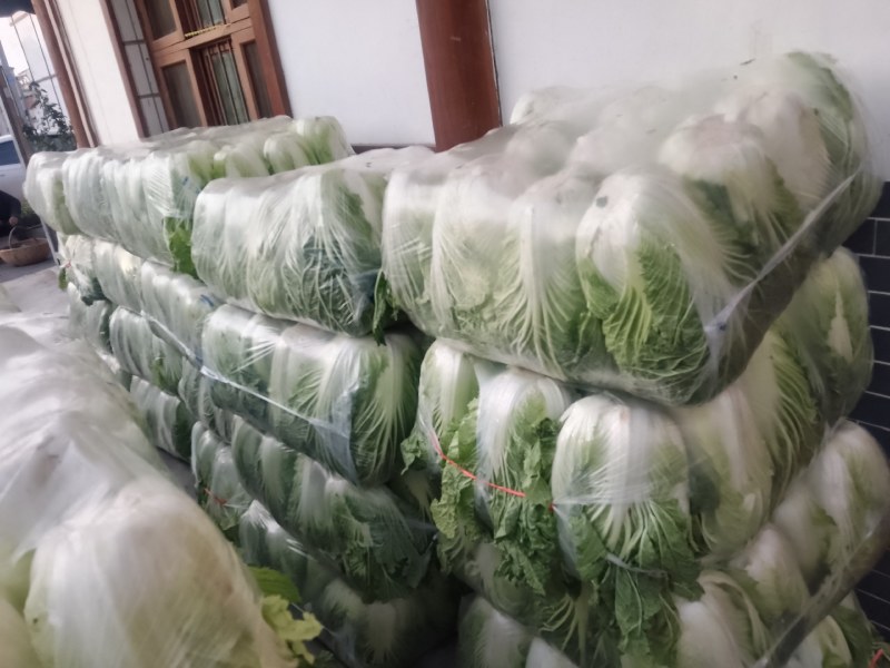 精品陕西汉中大白菜，黄心白心
