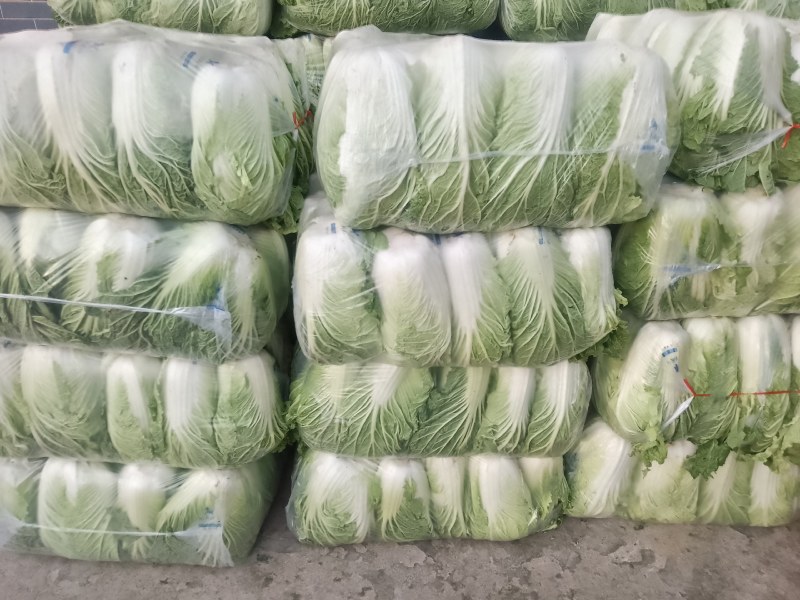 精品陕西汉中大白菜，黄心白心