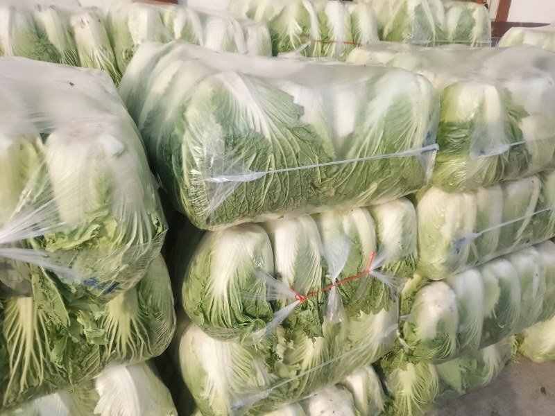 精品陕西汉中大白菜，黄心白心
