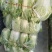 精品陕西汉中大白菜，黄心白心