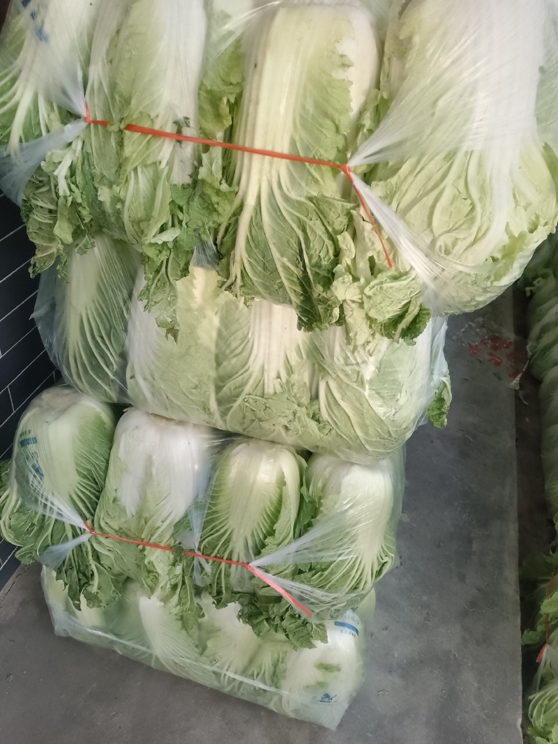 精品陕西汉中大白菜，黄心白心