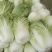 精品陕西汉中大白菜，黄心白心