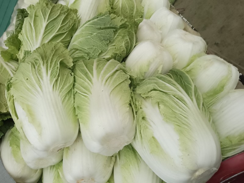 精品陕西汉中大白菜，黄心白心