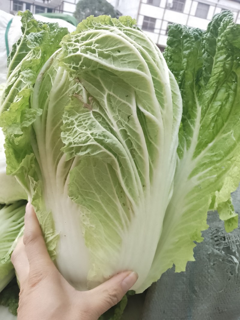 精品陕西汉中大白菜，黄心白心