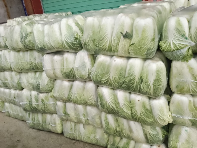 精品陕西汉中大白菜，黄心白心
