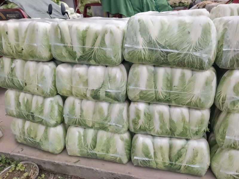 精品陕西汉中大白菜，黄心白心