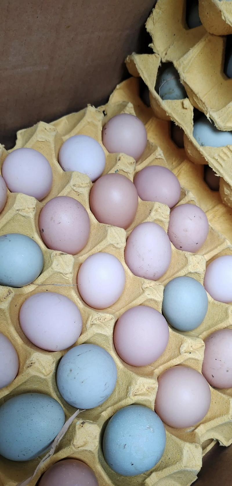 【包邮】土鸡蛋粉蛋绿壳鸡蛋的乌鸡蛋破损包赔
