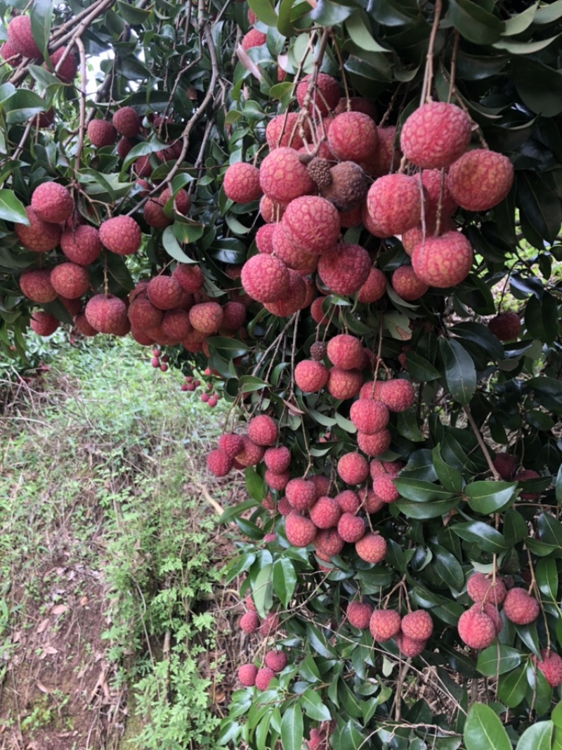 广西桂味.情人荔.，荔枝批发