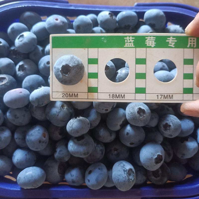 云南蓝莓大量上市