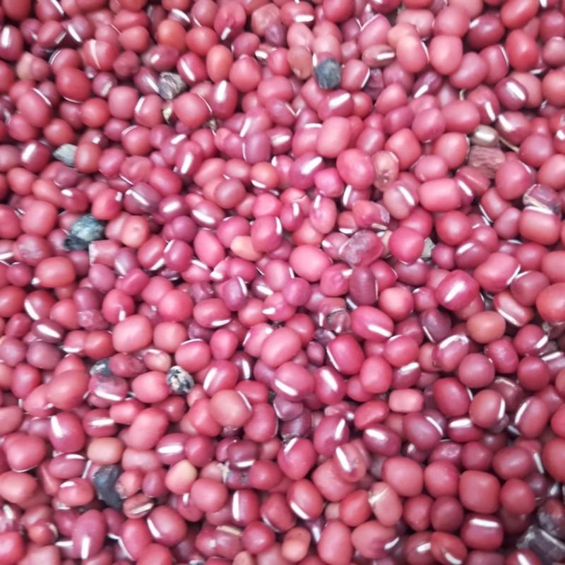 陕西汉中精品红小豆，颗粒饱满品种好想，大量出售，