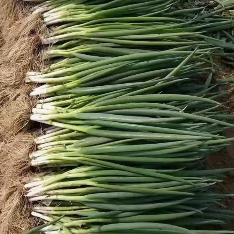 分葱大量有货，产地直发大量供应市场可装箱电商加工厂