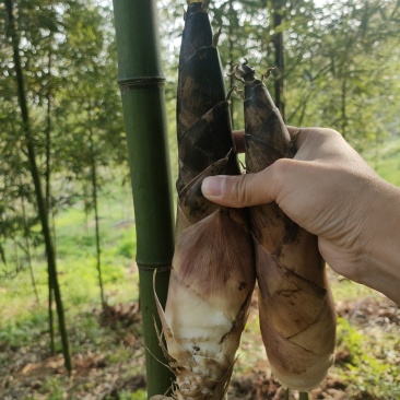 基地直供，货源充足，大量上市，量大从优，各种规格都有。