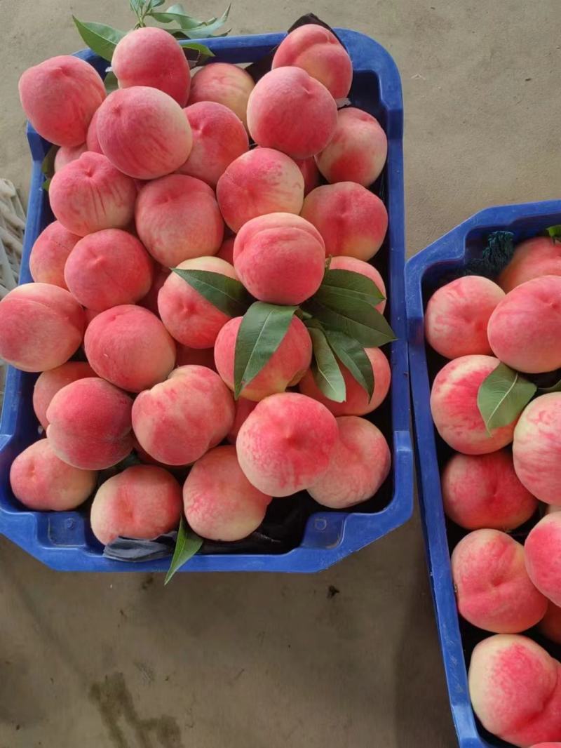 大京红毛桃