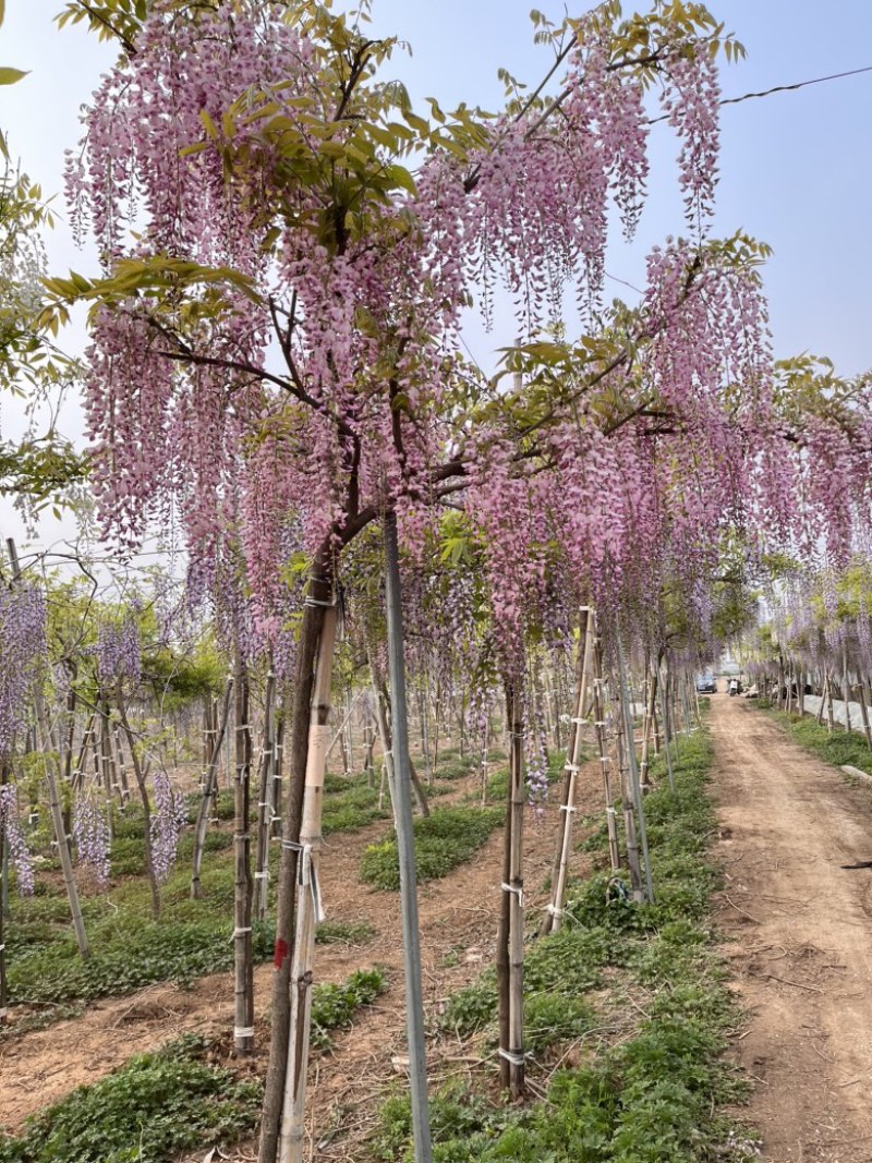 精品日系高杆紫藤阿知基地直发品质保证量大从优