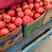 滑县西红柿硬粉西红柿弧二以上全国发货