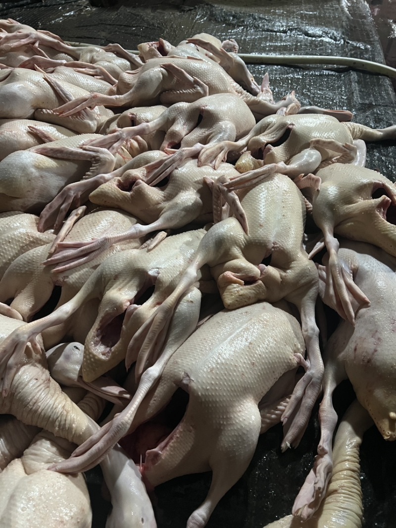 白条鸭