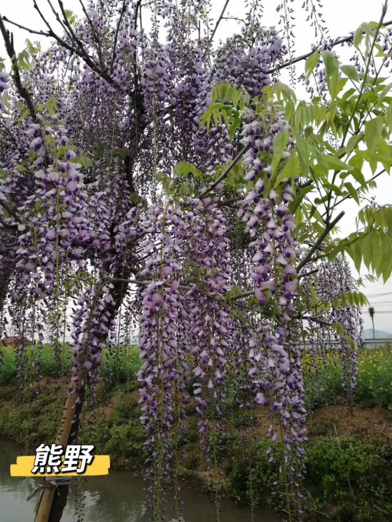紫藤（日系高杆）规格齐全品质保证量大从优欢迎联系