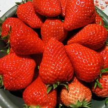 陕西鄠邑区红颜红玉草莓自产自销有需要的老板