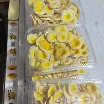广东黄金菇