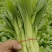 青菜苔