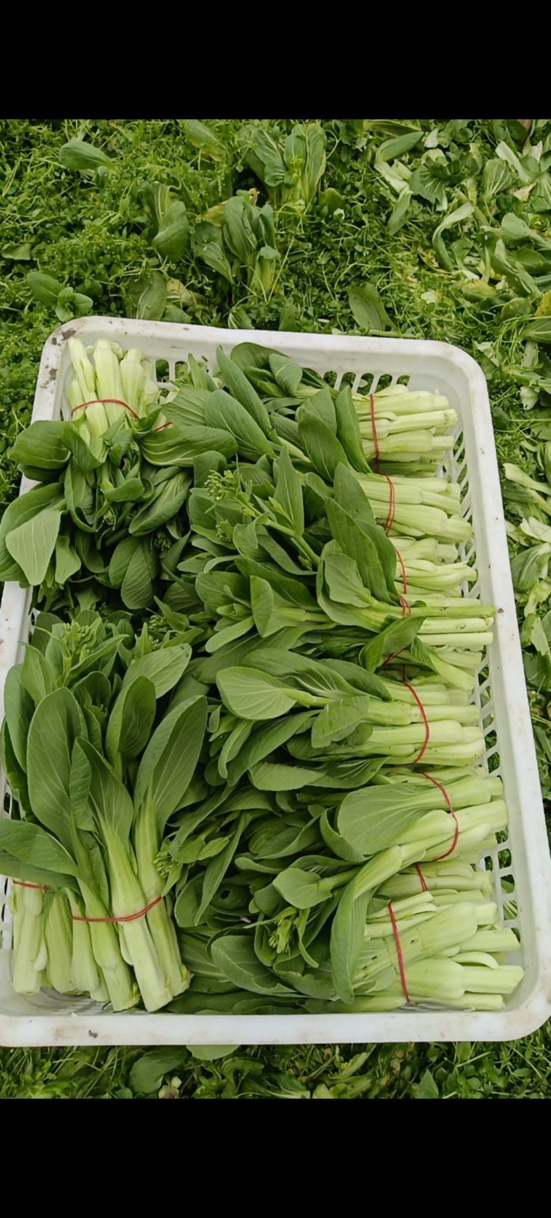 青菜苔