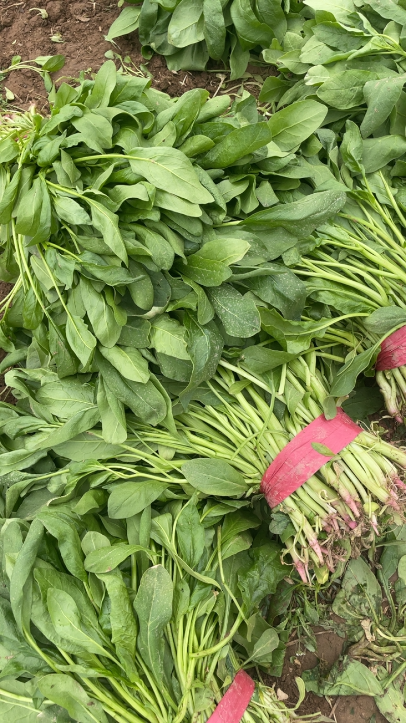 大叶小叶全部菠菜各种蔬菜价格便宜欢迎各位老板来