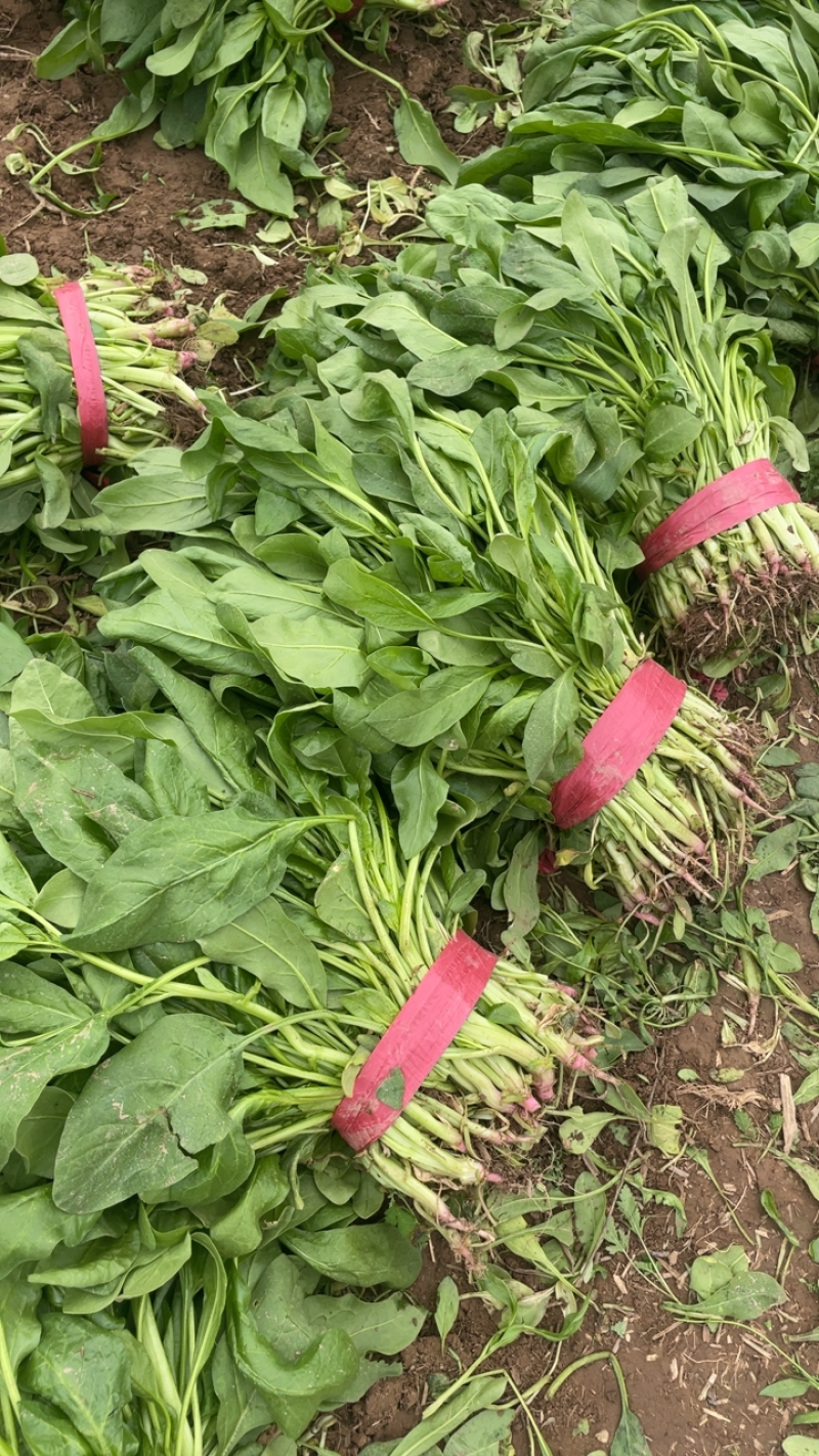 大叶小叶全部菠菜各种蔬菜价格便宜欢迎各位老板来