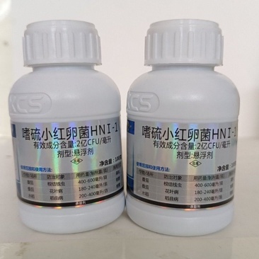 颜彩嗜硫小红卵菌能有效激活葱姜蒜韭菜内原让叶片增厚更浓绿
