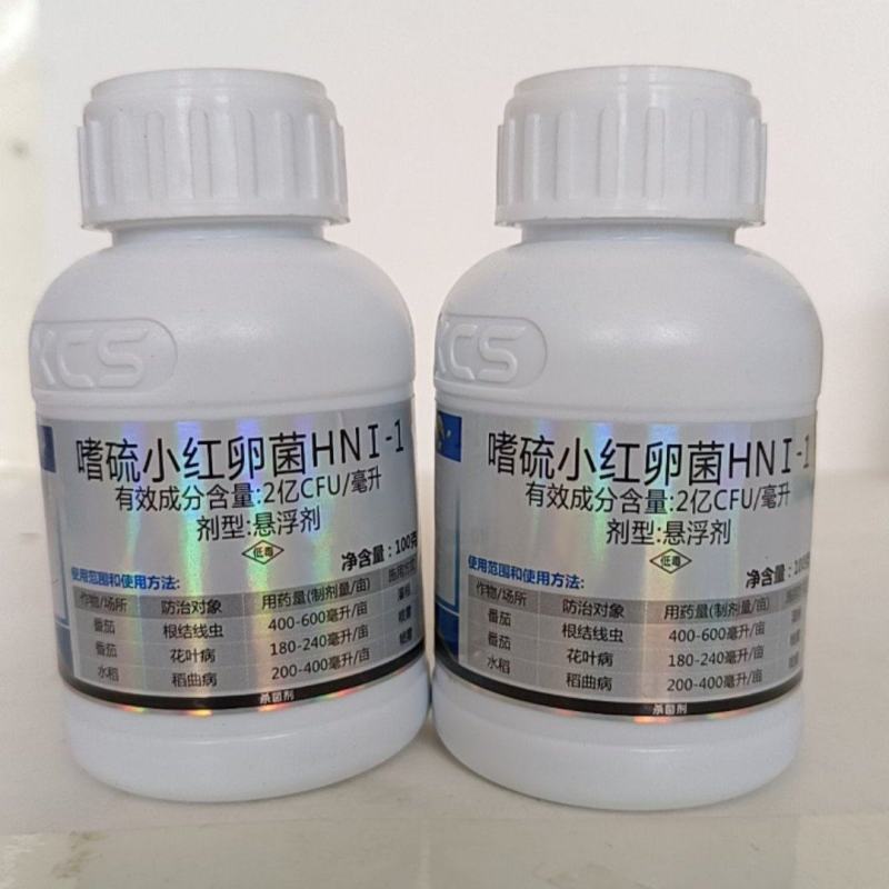 颜彩嗜硫小红卵菌能有效激活葱姜蒜韭菜内原让叶片增厚更浓绿