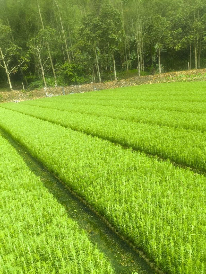 湿地松营养袋苗