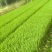 湿地松营养袋苗