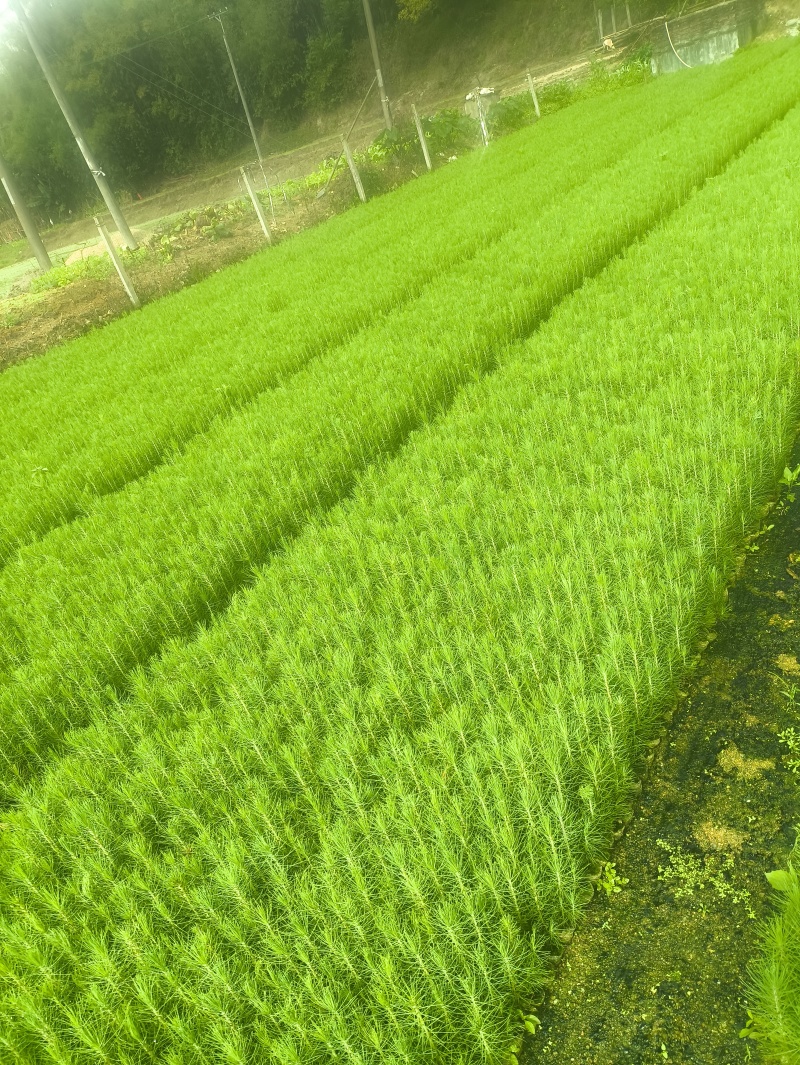 湿地松营养袋苗
