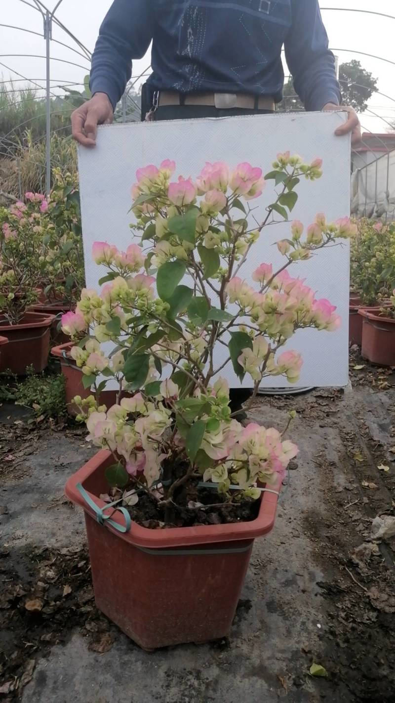 自家基地，有各种规格，品种的小苗袋和盆景苗，基地直发。