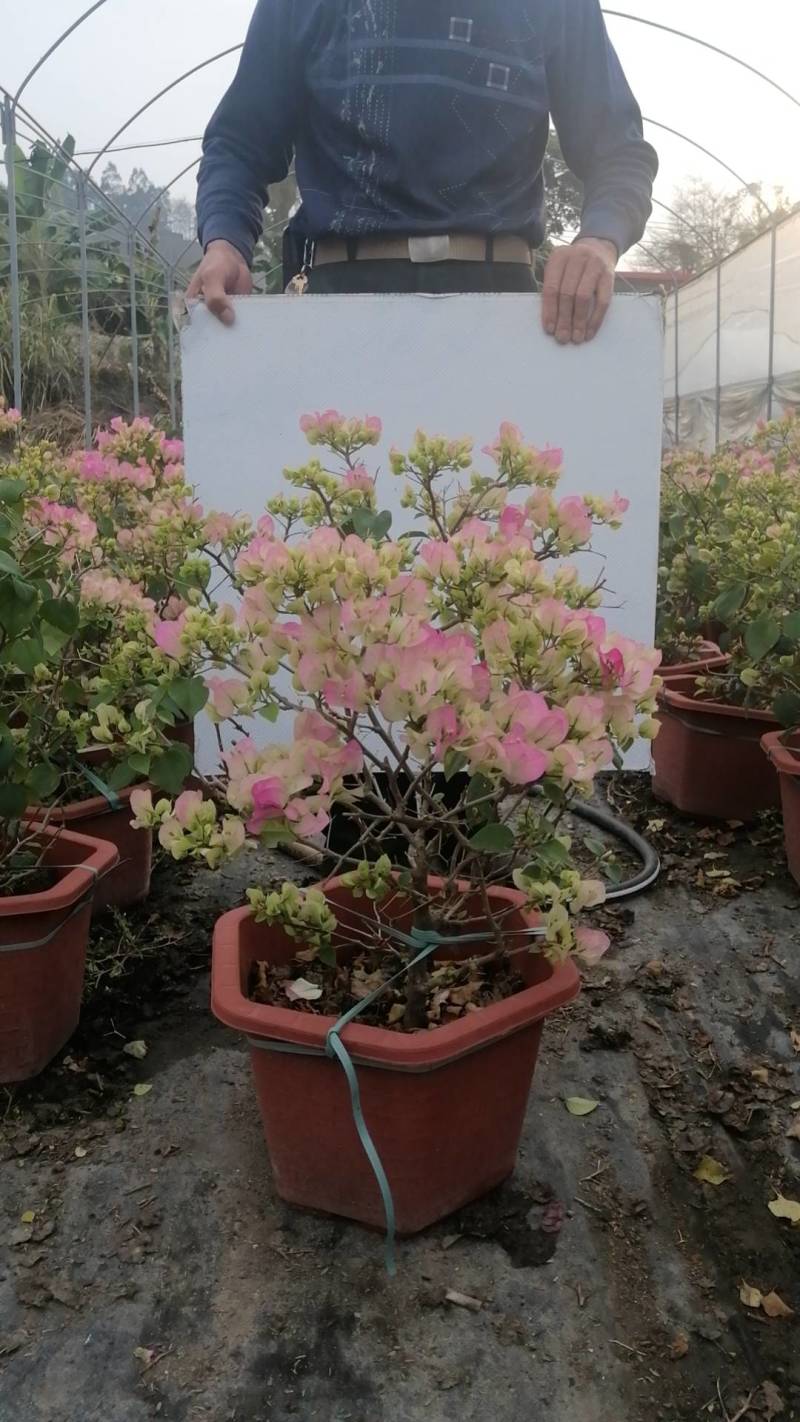 自家基地，有各种规格，品种的小苗袋和盆景苗，基地直发。