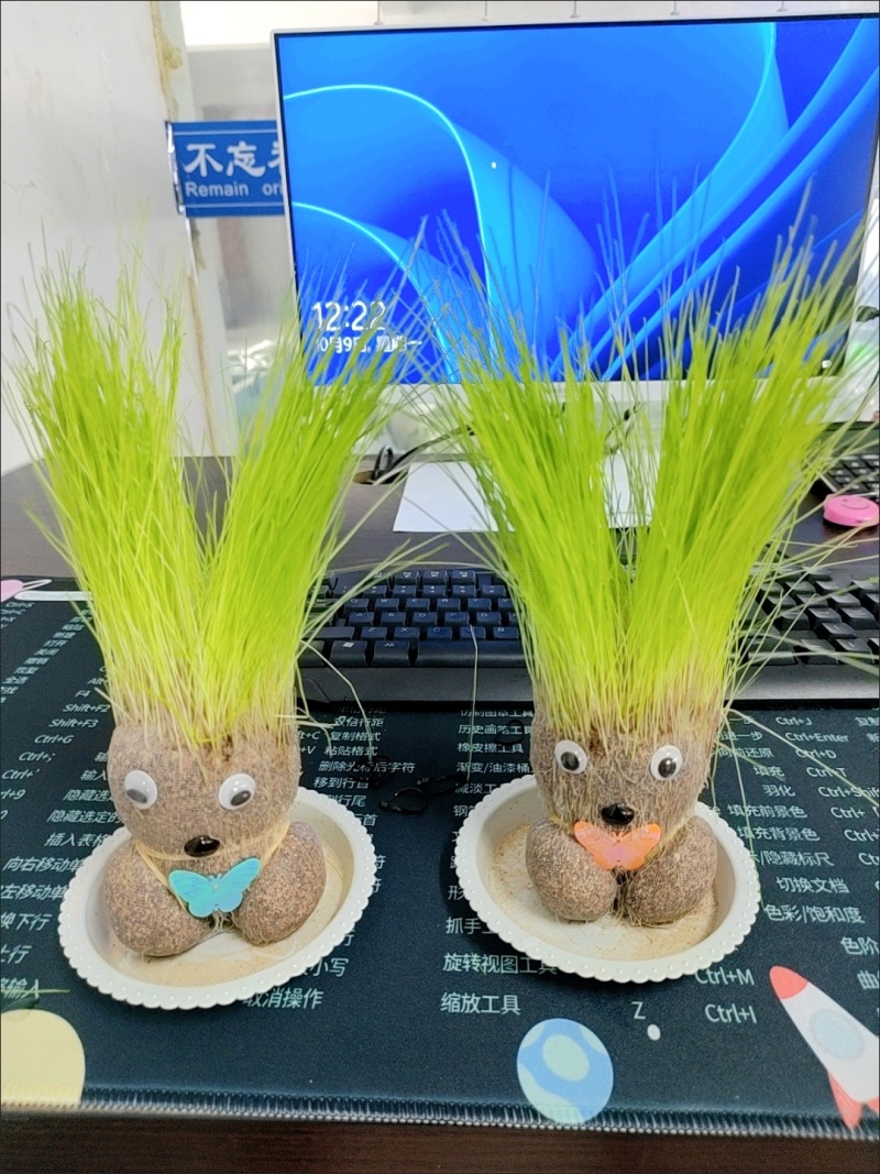 迷你卡通草头娃娃幸运草盆栽办公室绿植摆件幼儿园孩子创意小