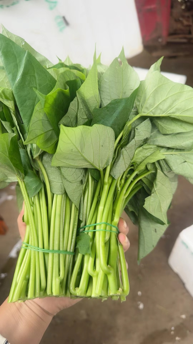 空心菜的季节，当季空心菜味道没得说一级棒，又嫩又香又脆，