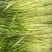 空心菜的季节，当季空心菜味道没得说一级棒，又嫩又香又脆，