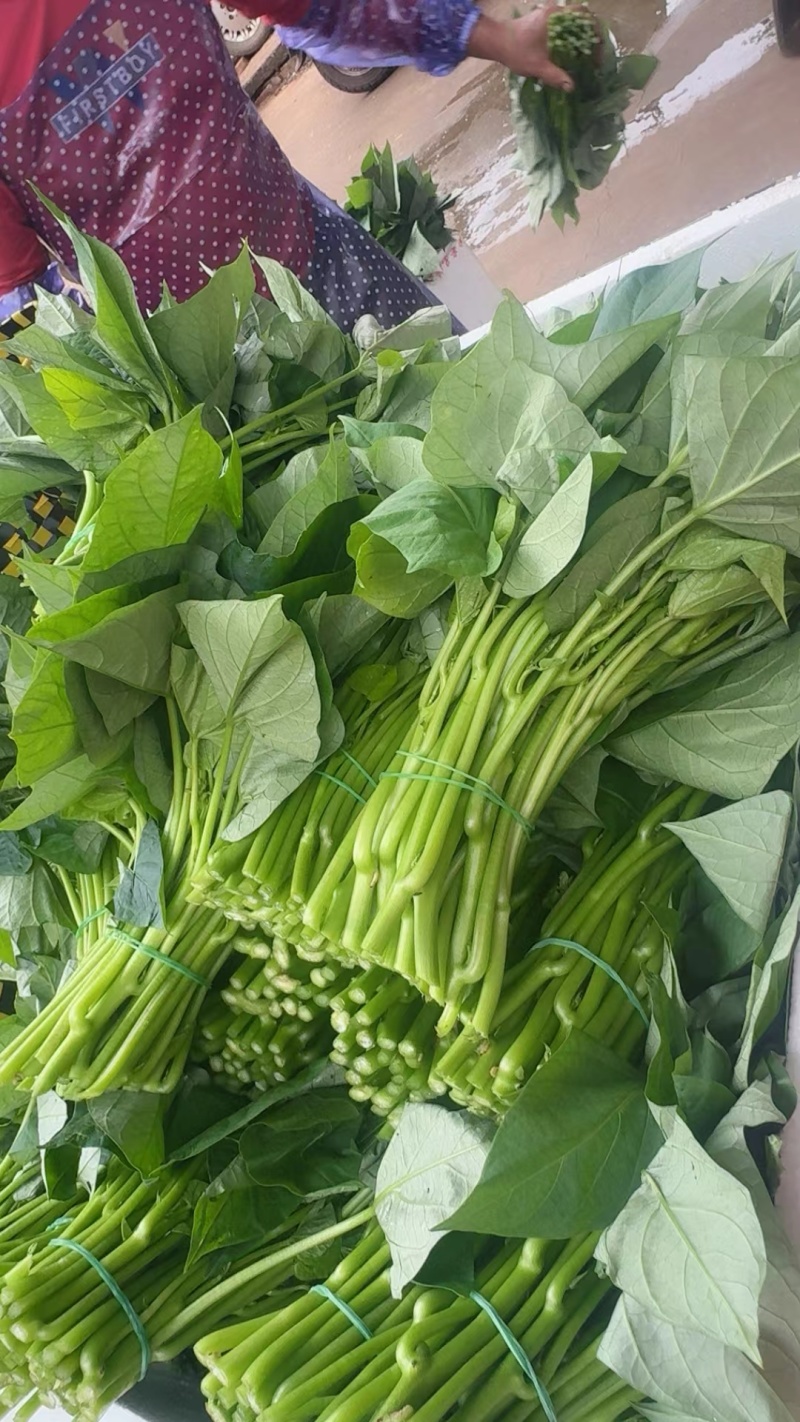 空心菜的季节，当季空心菜味道没得说一级棒，又嫩又香又脆，