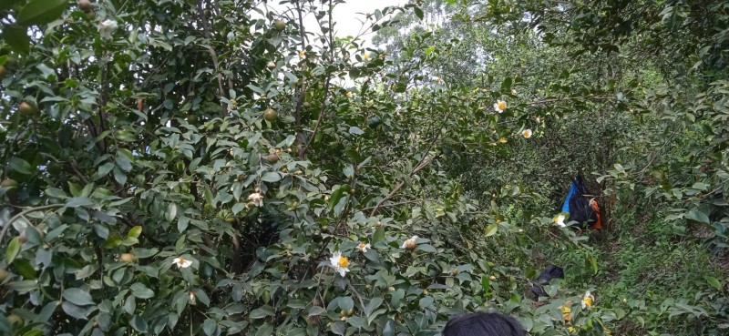 自家的白花细果山茶油