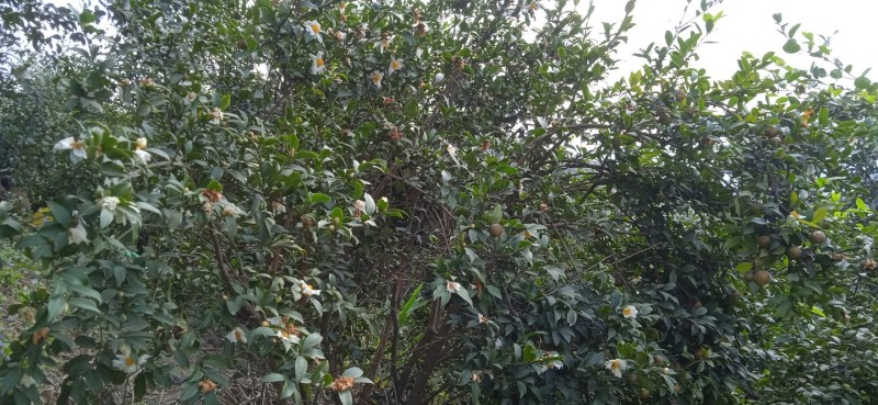 自家的白花细果山茶油