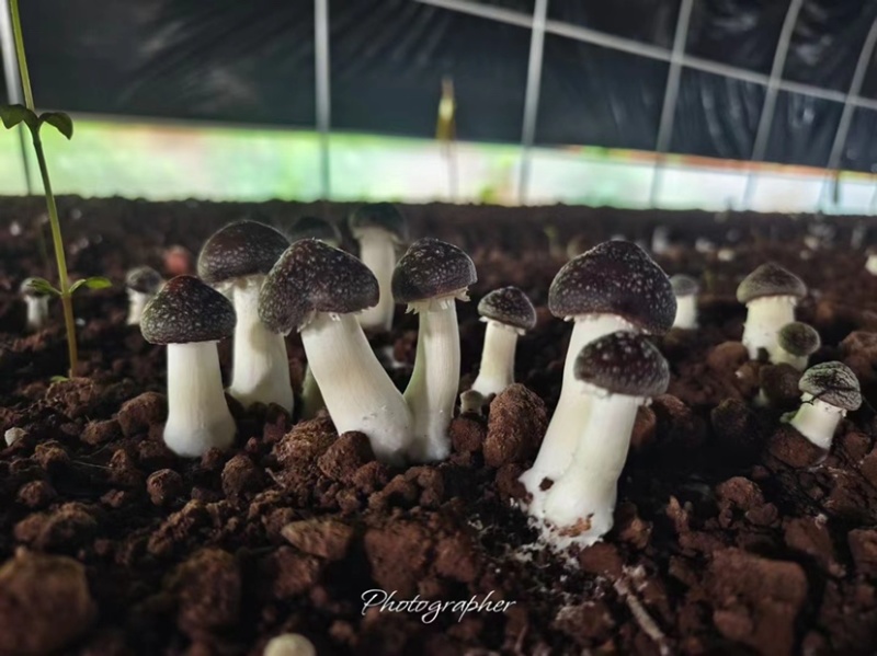 球盖菇