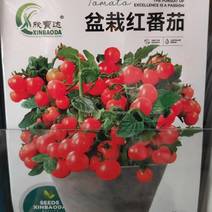 特色盆栽小番茄红色黄色果实甜脆好吃产量高