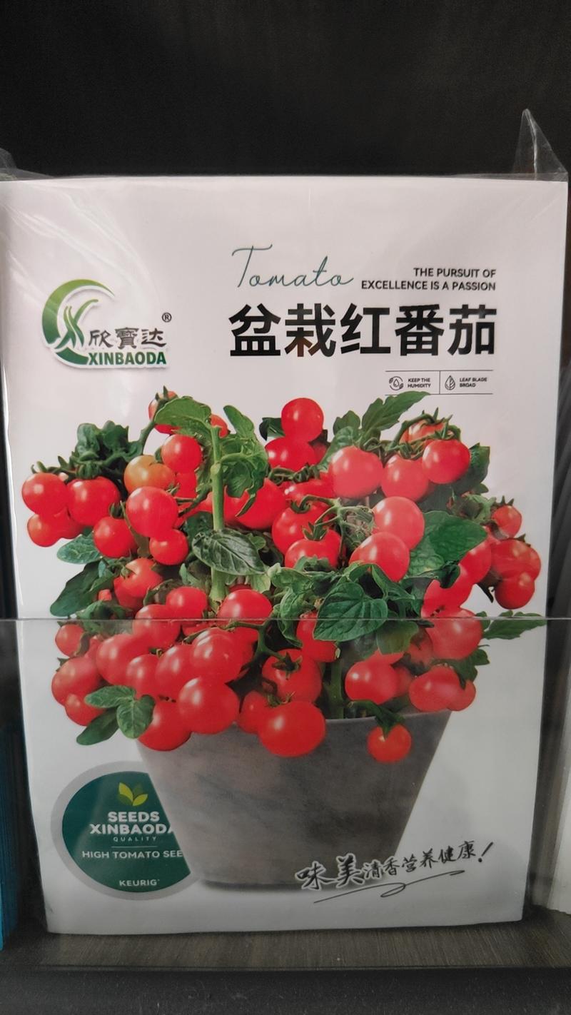 特色盆栽小番茄红色黄色果实甜脆好吃产量高