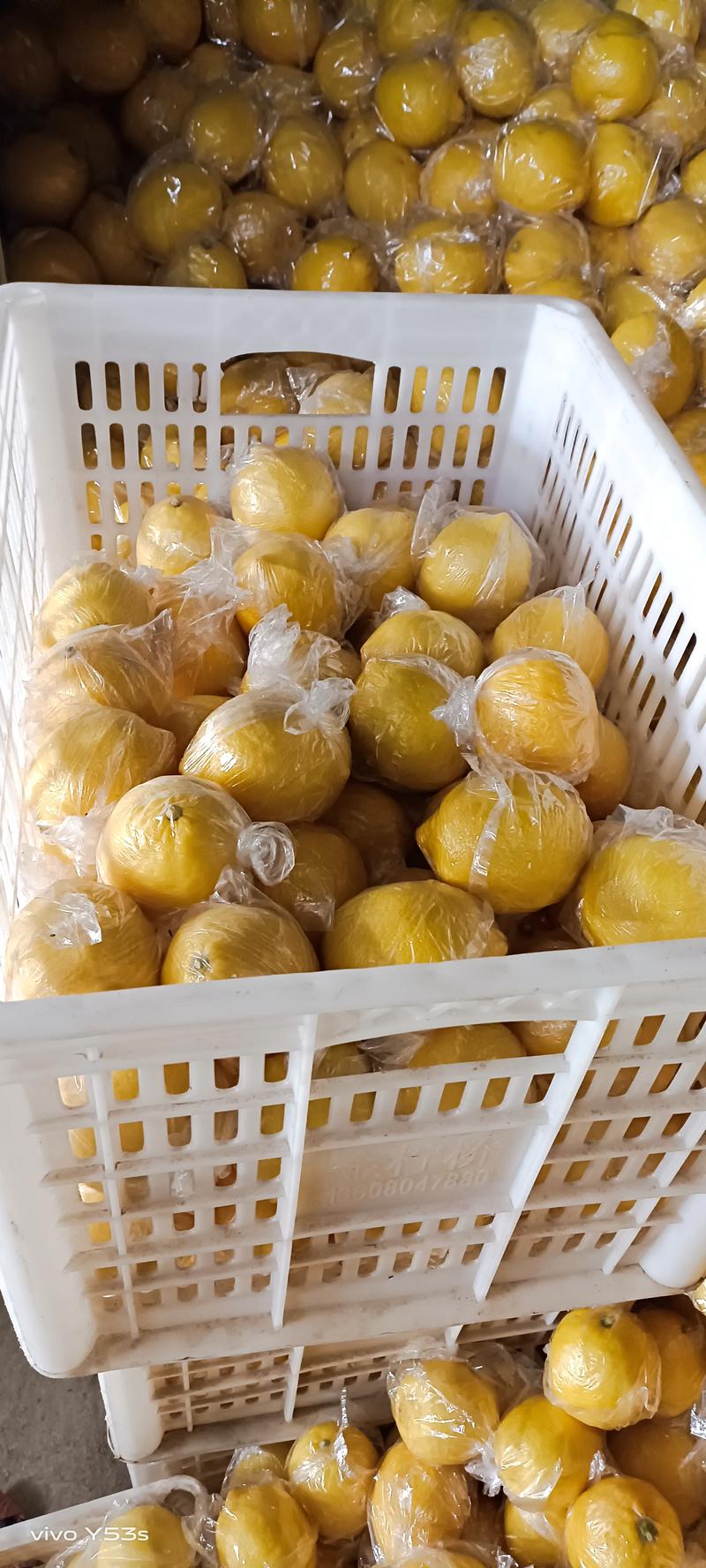 四川安岳尤力克黄柠檬大量供应市场商超饮品店可一件代发批发