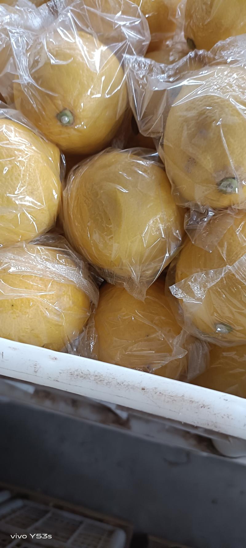 四川安岳尤力克黄柠檬大量供应市场商超饮品店可一件代发批发